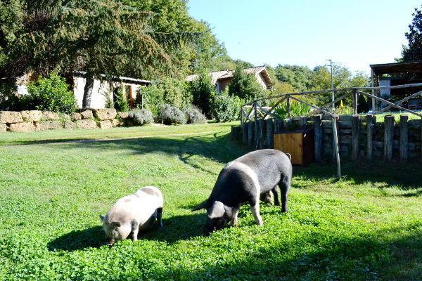 Agriturismo La Sorgente Di Nepi Hotel ภายนอก รูปภาพ