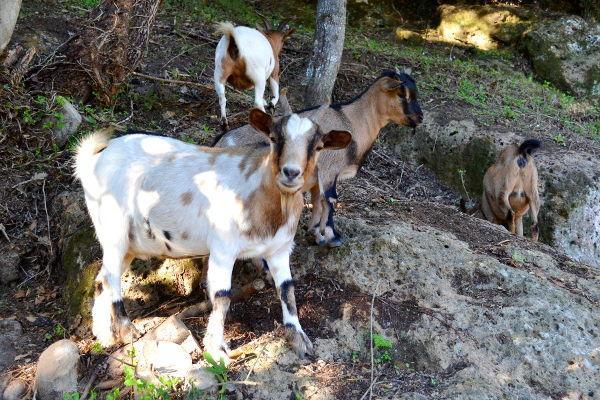 Agriturismo La Sorgente Di Nepi Hotel ภายนอก รูปภาพ