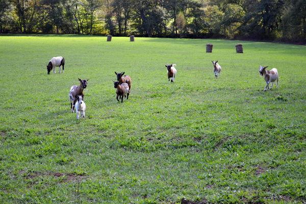 Agriturismo La Sorgente Di Nepi Hotel ภายนอก รูปภาพ